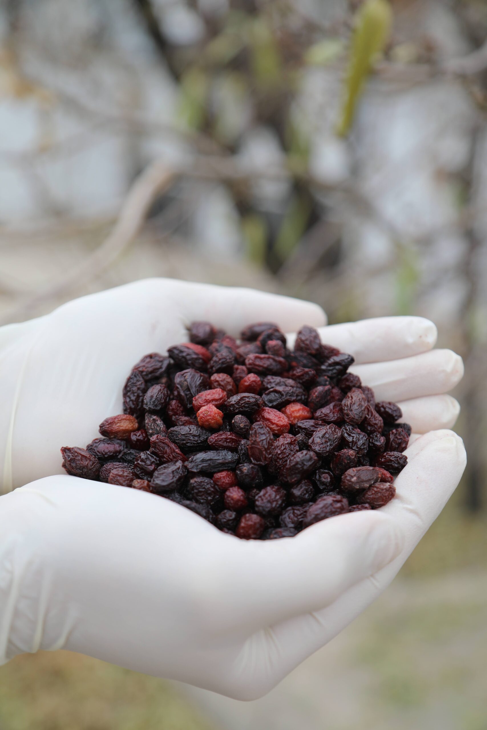 تصویر زغال اخته خشک 