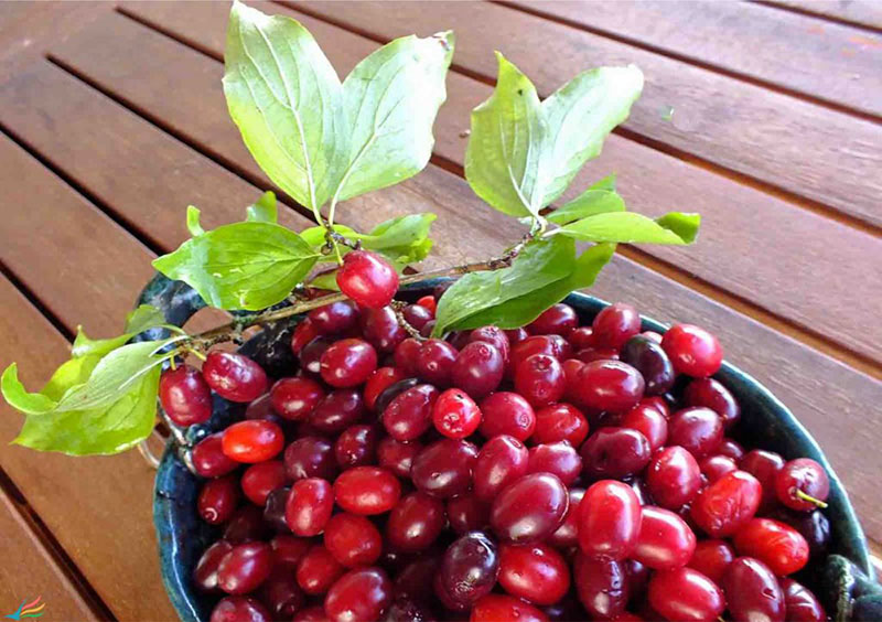 خواص زغال اخته خشک